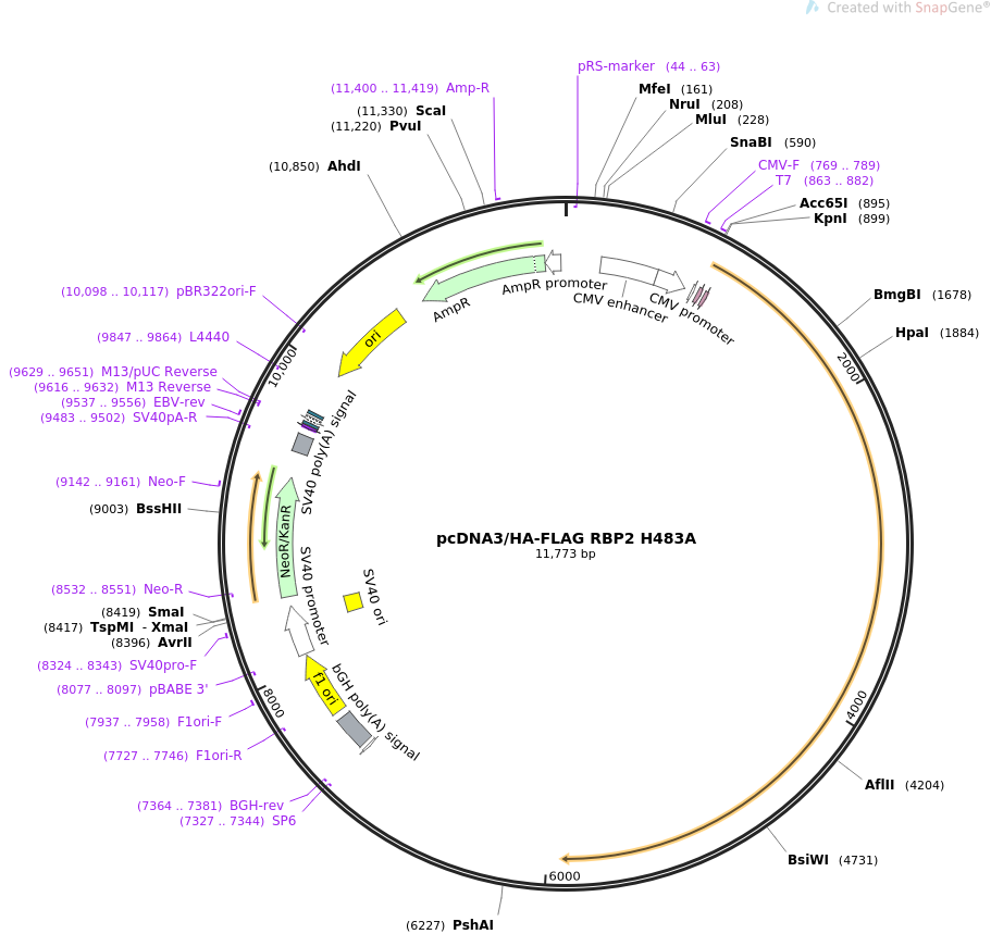 pcDNA3-HA-FLAG RBP2 H483A质粒图谱